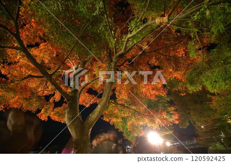 秋葉被點燃了 120592425