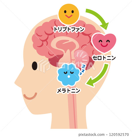 Serotonin secretion, brain health 120592570