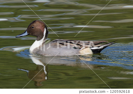 Male Pintail in reproductive plumage Male Pintail in reproductive plumage 120592618