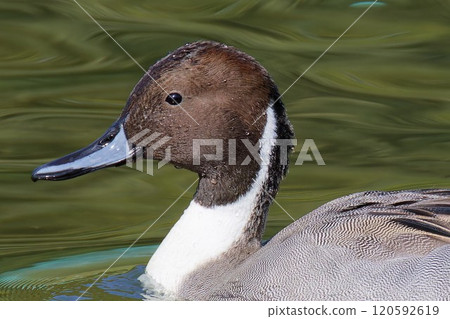 Male pintail duck, close-up Male pintail duck, close-up 120592619