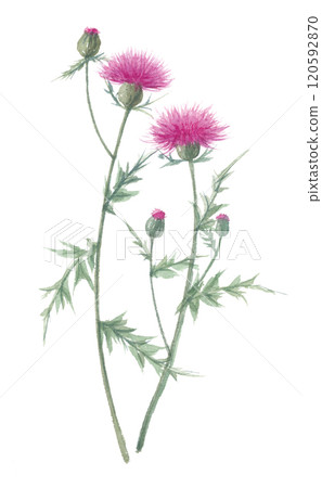 野薊畫水彩 野薊畫水彩 120592870