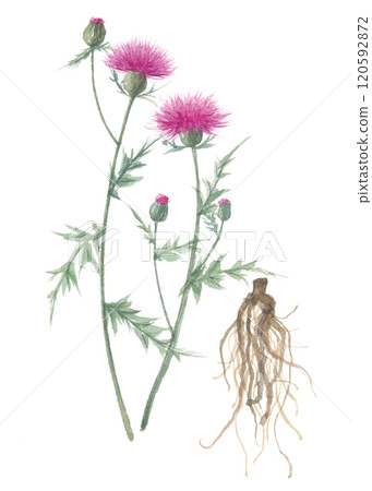 野薊花與根畫水彩 120592872