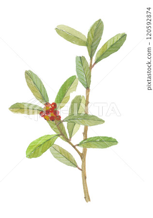 Mate painted in watercolor Mate painted in watercolor 120592874