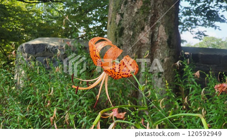 korea summer scene korea summer scene 120592949