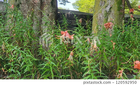 korea summer scene korea summer scene 120592950