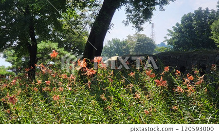 korea summer scene korea summer scene 120593000