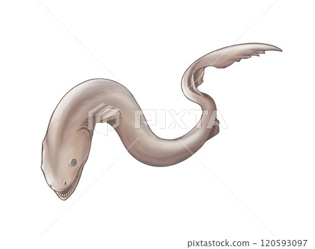 Watercolor illustration of deep sea fish frilled shark 120593097
