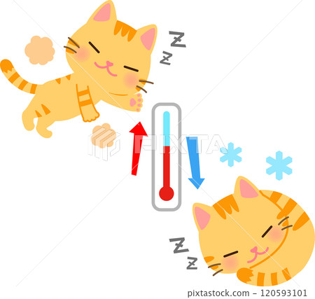 A cat sleeping curled up and a cat sleeping stretched out with a thermometer 120593101