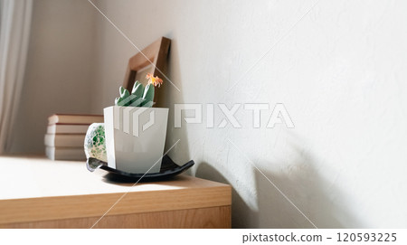 觀賞植物來裝飾您的空間 120593225