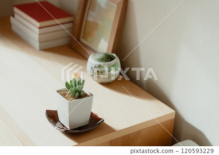 觀賞植物來裝飾您的空間 120593229