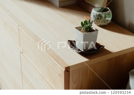 Houseplants to decorate your space 120593234