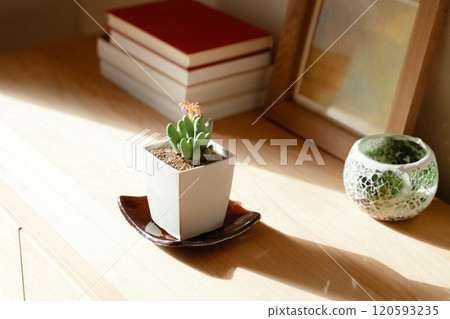 觀賞植物來裝飾您的空間 觀賞植物來裝飾您的空間 120593235
