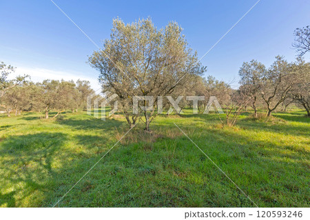 Historic Olive Trees Provence 120593246