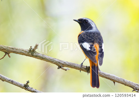 Male Daurian redstart perched on a branch 120593414