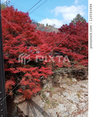 被秋葉覆蓋的山 120593494