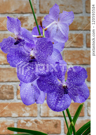 Orchid Panda 02 120593584