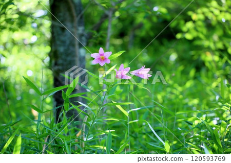 可愛的百合花 120593769