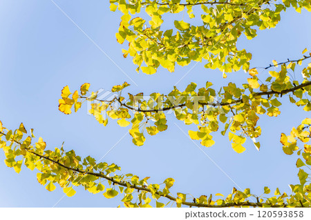 Ginkgo tree Ginkgo tree 120593858