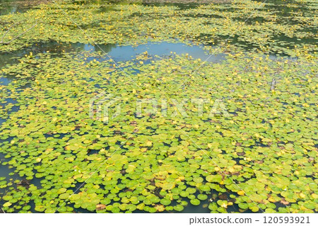 迷你萊蒙湖 (Mini-Léman Lake)，瀕危阿薩扎 (Asaza) 的棲息地 120593921