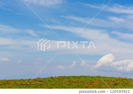 霧峰富士見台的蓮華杜鵑花 120593922