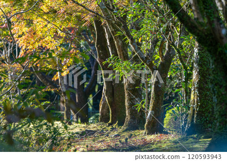 發光通過陽光的秋葉 發光通過陽光的秋葉 120593943