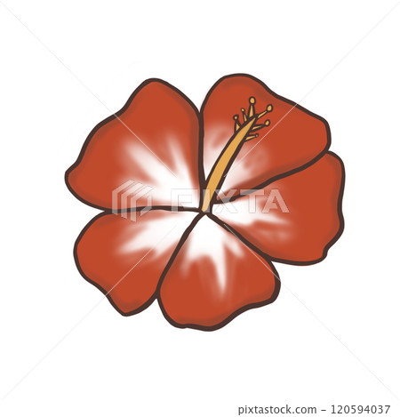 Hibiscus Hibiscus 120594037