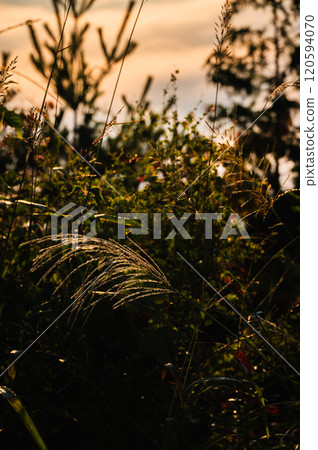 Silver grass shining in the morning sun [Ikeda Town, Kitaazumi District] 120594070