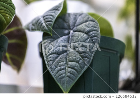 Araceae Alocasia melo Araceae Alocasia melo 120594532