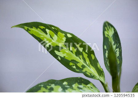 Araceae Aglaonema pictum tricolor Araceae Aglaonema pictum tricolor 120594535
