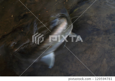 Fishing: Released rainbow trout, large rain trout 120594781