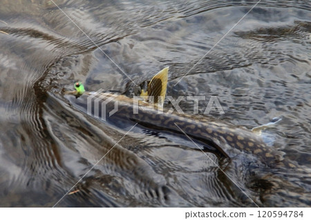 釣魚，美國鱒魚掛在鉤上，大雨鱒魚 120594784