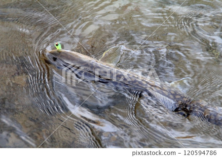 Fishing: A large rain trout caught on a fishing hook 120594786