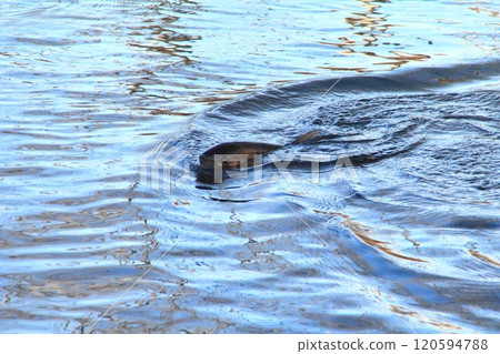 Fishing: A large rain trout caught on a fishing hook Fishing: A large rain trout caught on a fishing hook 120594788