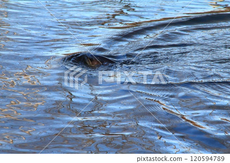 Fishing: A large rain trout caught on a fishing hook Fishing: A large rain trout caught on a fishing hook 120594789