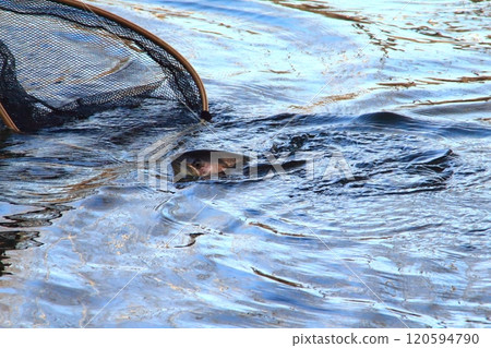 釣魚,網捕獲美洲鱒魚,大雨鱒魚 釣魚,網捕獲美洲鱒魚,大雨鱒魚 120594790