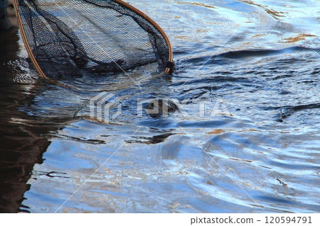 Fishing: Rain trout caught in net, large rain trout 120594791