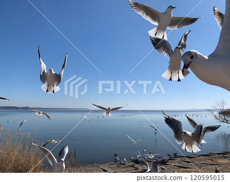 Cheerful seagulls flying around in clear skies at Lake Kasumigaura in winter Cheerful seagulls flying around in clear skies at Lake Kasumigaura in winter 120595015