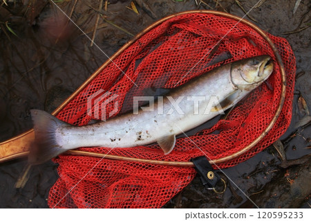 Fishing: Rain trout lying in the net, large rain trout 120595233
