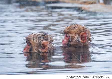 Snow Monkey (Jigokudani Monkey Park) 120595327