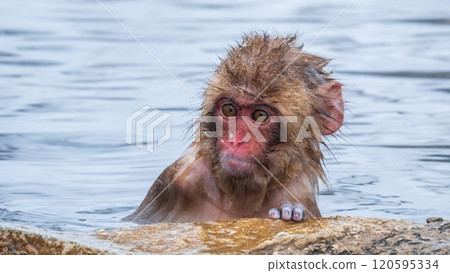 Snow Monkey (Jigokudani Monkey Park) 120595334
