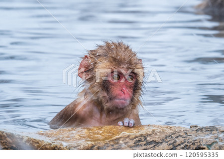 Snow Monkey (Jigokudani Monkey Park) 120595335