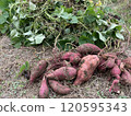 Harvested sweet potato 120595343
