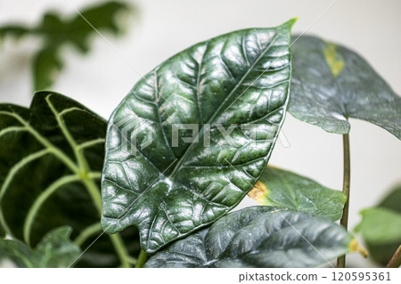 天南星科海芋 天南星科海芋 120595361