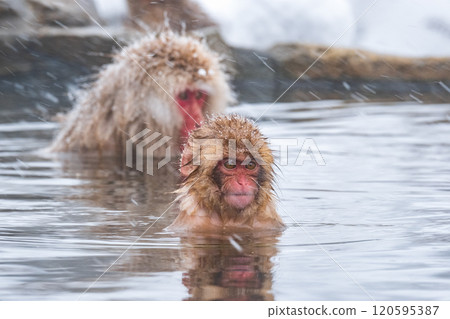 Snow Monkey (Jigokudani Monkey Park) Snow Monkey (Jigokudani Monkey Park) 120595387