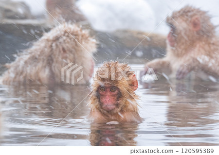 Snow Monkey (Jigokudani Monkey Park) Snow Monkey (Jigokudani Monkey Park) 120595389