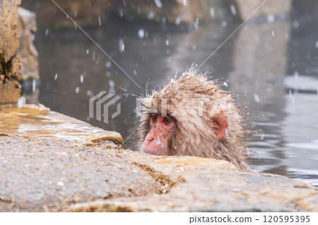 Snow Monkey (Jigokudani Monkey Park) Snow Monkey (Jigokudani Monkey Park) 120595395