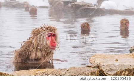 Snow Monkey (Jigokudani Monkey Park) Snow Monkey (Jigokudani Monkey Park) 120595426