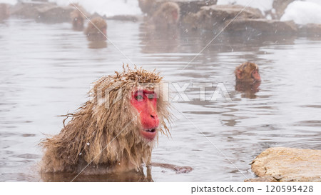 Snow Monkey (Jigokudani Monkey Park) 120595428