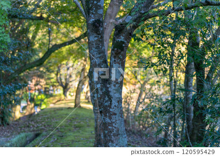 Autumn cherry tree 120595429