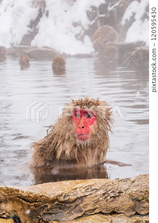 Snow Monkey (Jigokudani Monkey Park) 120595430
